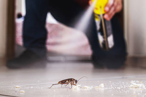 Best Affordable Pest Control Services  in Broussard, LA